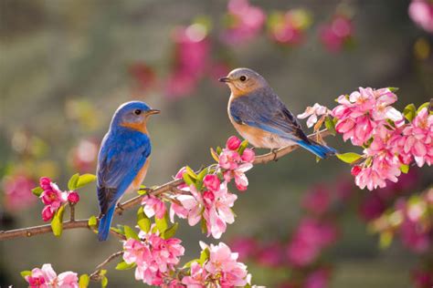 鳥圖|5,364,500+ 項鳥照片檔、圖片和免版稅影像